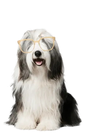 ted-leesbril