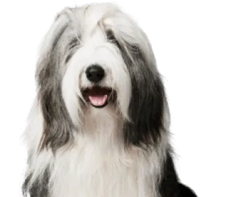 bearded_collie