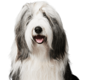 bearded_collie