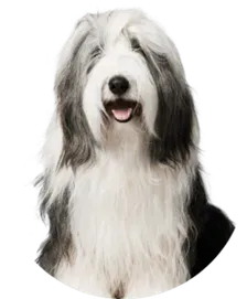 Ted