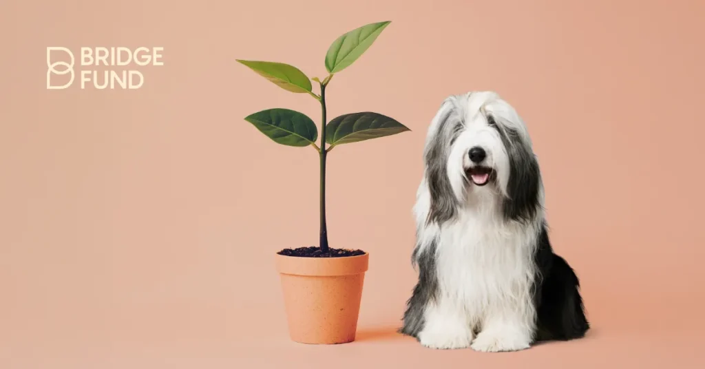 bridgefund-blog-checklist